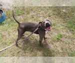 Small Photo #3 American Pit Bull Terrier-Unknown Mix Puppy For Sale in Ocala, FL, USA