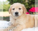 Small Golden Retriever