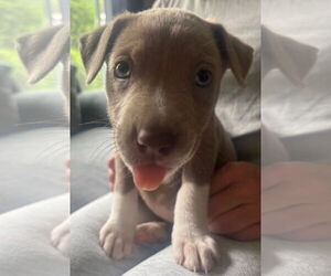 American Pit Bull Terrier-Labrador Retriever Mix Dogs for adoption in Clarkston, MI, USA
