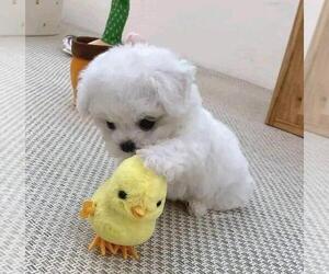Maltese Puppy for Sale in CLERMONT, Florida USA