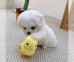 Small Maltese
