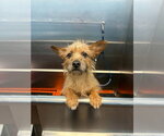 Small #1 Mutt