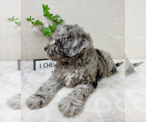 Medium Photo #9 Cavapoo (Miniature) Puppy For Sale in INDIANAPOLIS, IN, USA