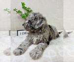 Small #8 Cavapoo (Miniature)