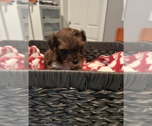 Morkie-Poodle (Toy) Mix Puppy for sale in WHITE OAK, GA, USA