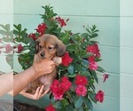 Puppy 4 Cardigan Welsh Corgi-Dachshund Mix
