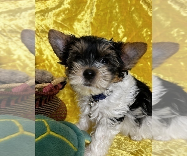 Medium Photo #3 Biewer Terrier Puppy For Sale in RNCHO CORDOVA, CA, USA
