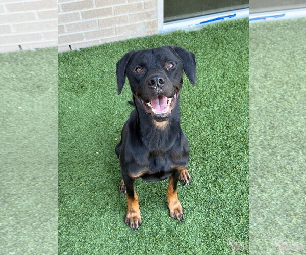 Medium Photo #1 Retriever -Rottweiler Mix Puppy For Sale in NEWPORT NH, NH, USA