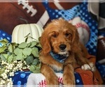 Small Photo #7 Goldendoodle (Miniature) Puppy For Sale in QUARRYVILLE, PA, USA