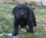 Small Labrador Retriever