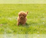 Small Photo #7 Miniature Labradoodle Puppy For Sale in NAPPANEE, IN, USA