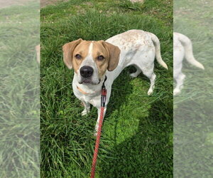English Coonhound Dogs for adoption in Evansville, IN, USA