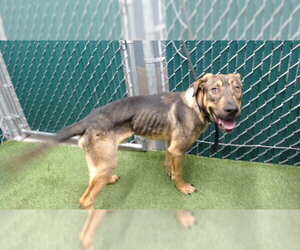 German Shepherd Dog-Unknown Mix Dogs for adoption in Downey, CA, USA