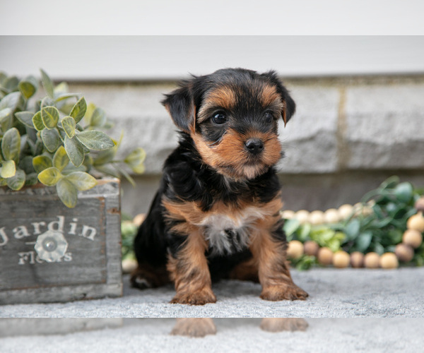 Medium Photo #1 Yorkshire Terrier Puppy For Sale in NAPPANEE, IN, USA