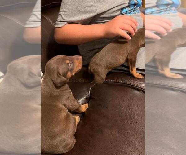 Medium Photo #5 Doberman Pinscher Puppy For Sale in SANTA ANA, CA, USA