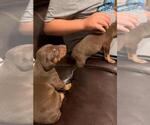 Small Photo #5 Doberman Pinscher Puppy For Sale in SANTA ANA, CA, USA