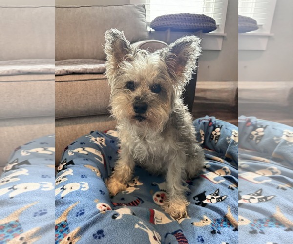 Medium Photo #5 Mutt Puppy For Sale in Mount Pleasant, SC, USA