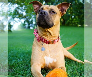 Black Mouth Cur-Boxer Mix Dogs for adoption in Martinsburg, WV, USA