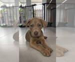 Scooter - Male Labrador Retriever-Unknown Mix Dog for Adoption - Small photo