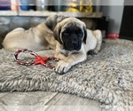 Small Photo #23 Mastiff Puppy For Sale in HESPERIA, CA, USA