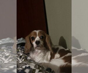 Cavalier King Charles Spaniel Dogs for adoption in Sioux Falls, SD, USA