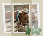 Small #1 Retriever  Mix