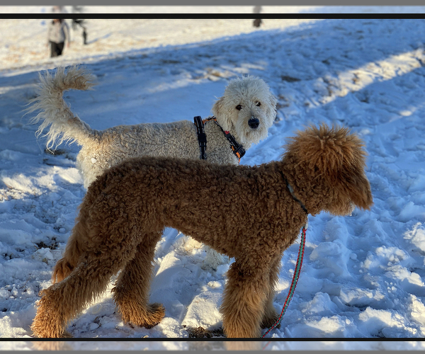 Medium Photo #7 Goldendoodle Puppy For Sale in COLORADO SPRINGS, CO, USA