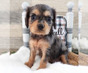 Cavalier King Charles Spaniel Puppy for sale in CARLISLE, KY, USA