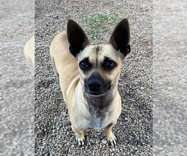 Medium Photo #11 Chiweenie Puppy For Sale in Phoenix, AZ, USA
