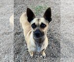Small Photo #11 Chiweenie Puppy For Sale in Phoenix, AZ, USA