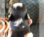 Small #3 Chihuahua