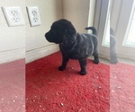 Small Labradoodle