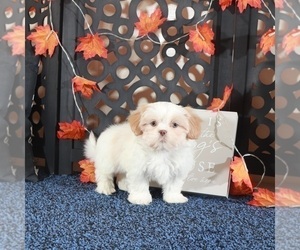 Shih Tzu Puppy for Sale in MOUNT VERNON, Ohio USA
