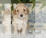 Small Photo #8 Australian Labradoodle Puppy For Sale in WASHINGTON, NC, USA