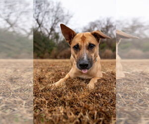 Winnie - Female Mutt Dog for Adoption - Photo #2
