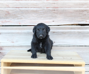 Collie-Poodle (Miniature) Mix Puppy for sale in LEWISTON, UT, USA