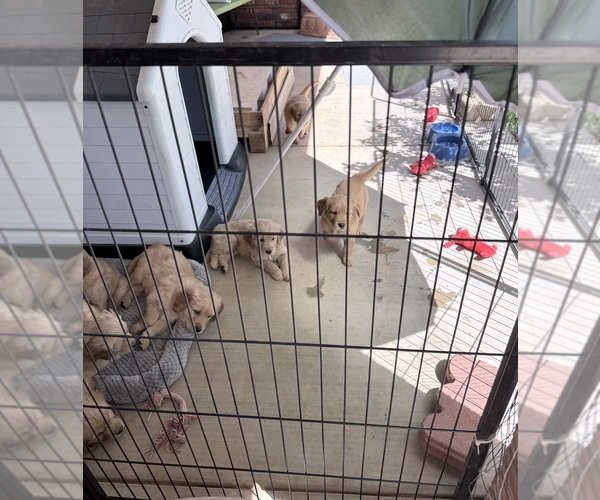 Medium Photo #4 Golden Retriever Puppy For Sale in PORTALES, NM, USA