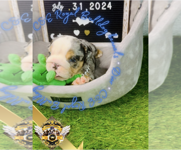 Medium Photo #9 English Bulldog Puppy For Sale in ATHENS, GA, USA