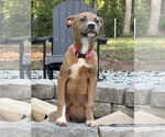 Small #11 American Pit Bull Terrier Mix