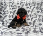 Small #3 Cavapoo (Miniature)