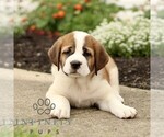 Small #3 Saint Bernard
