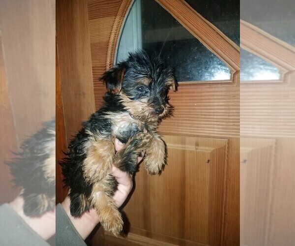 Medium Photo #4 Yorkshire Terrier Puppy For Sale in SPENCER, TN, USA