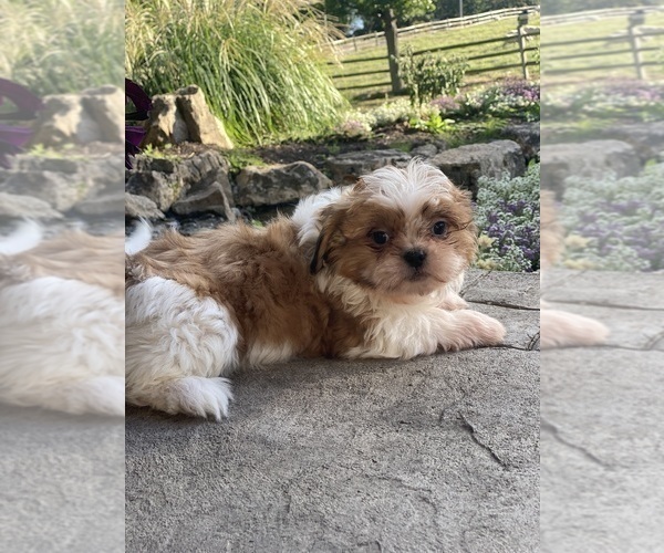 Medium Photo #3 Shih Tzu Puppy For Sale in CANOGA, NY, USA