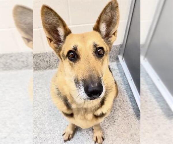 Medium Photo #3 German Shepherd Dog-Unknown Mix Puppy For Sale in Houston, TX, USA