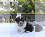 Small #8 Pembroke Welsh Corgi