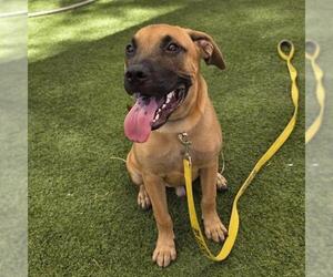 Mastiff-Unknown Mix Dogs for adoption in Las Vegas, NV, USA