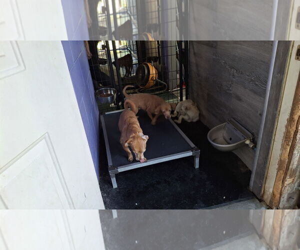 Medium Photo #21 Chihuahua-Unknown Mix Puppy For Sale in Sebec, ME, USA