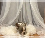 Small #7 French Bulldog