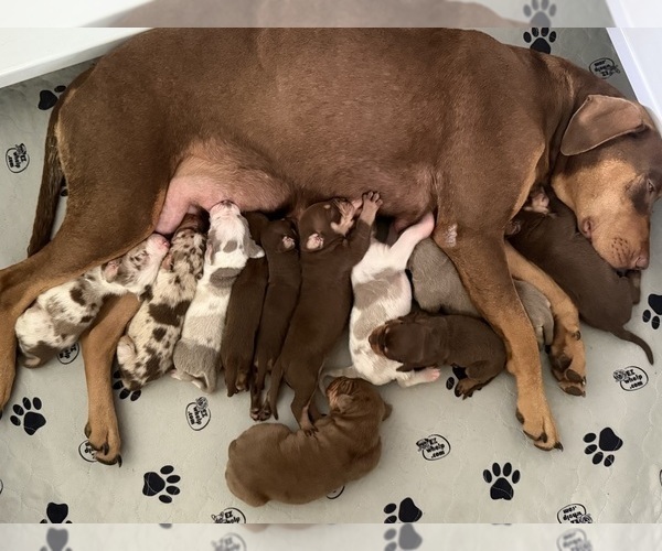 Medium Photo #1 Catahoula Leopard Dog Puppy For Sale in KEITHVILLE, LA, USA