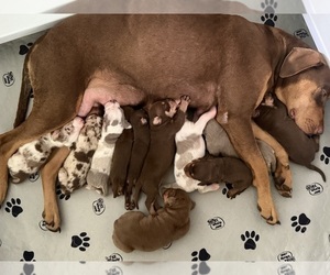Catahoula Leopard Dog Litter for sale in KEITHVILLE, LA, USA